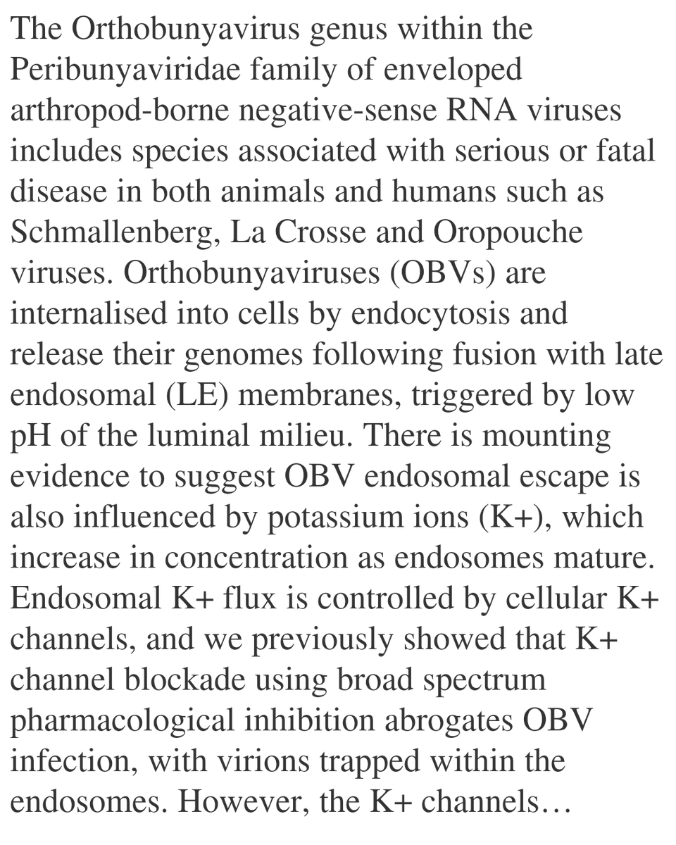 WFC's tweet image. Host cell potassium ion channels KCNJ2 (KIR2.1), KCNJ13 (KIR7.1) and KCNMA1 (BKCa) mediate escape of Bunyamwera virus from late endosomal compartments

Pearson, H. M., Hover, S., Todd, E. J., Panayi, K., Stacey, M., Mankouri, J., Lippiat, J. D., ...
biorxiv.org/content/10.648…