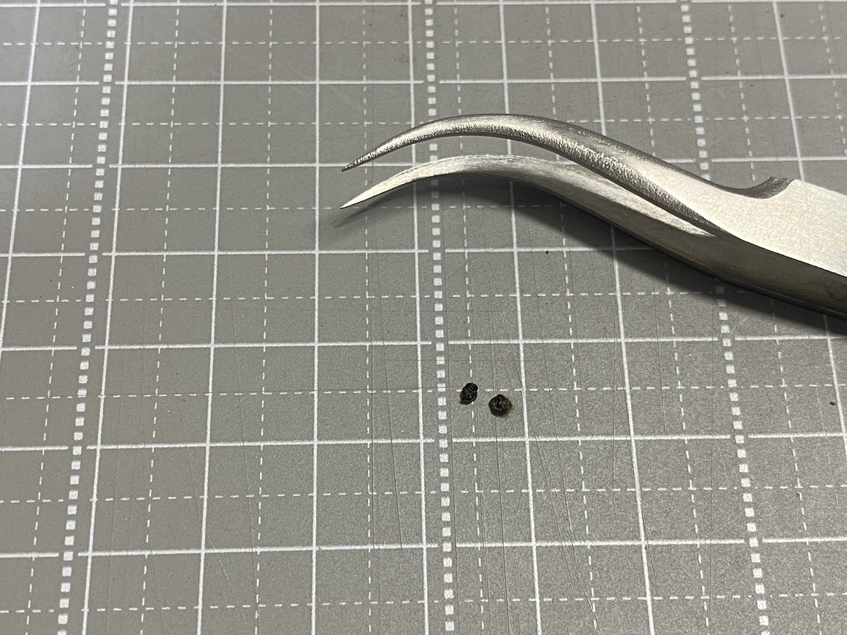 ががんぼ これはもともと小さかったけど乾燥したらいよいよ縮んだジマメタケ属の