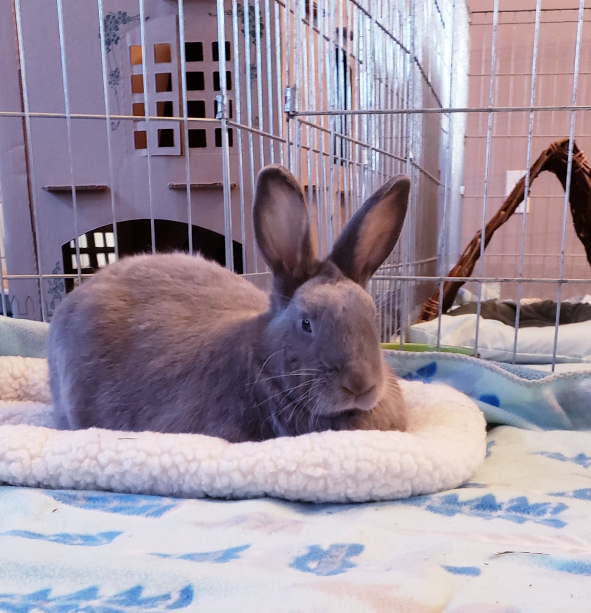 ttas's tweet image. Kai wanted to hop by and wish you all a peaceful evening.