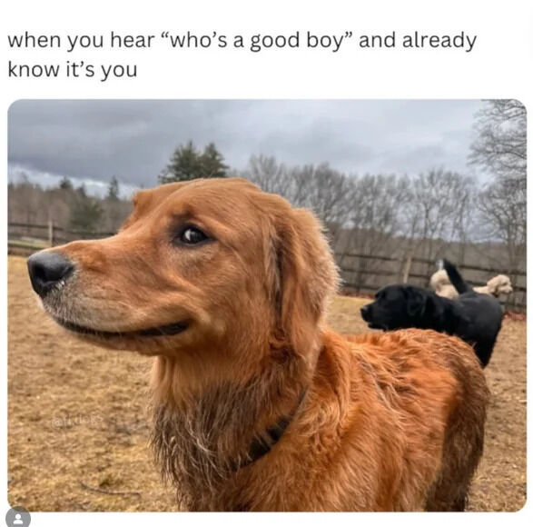 WholesomeMeme's tweet image. 