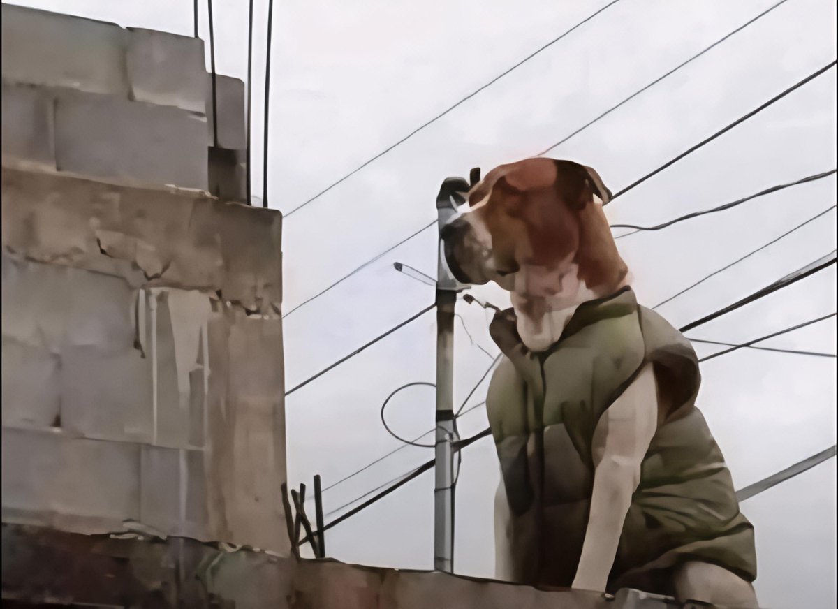 -Mi ex: oye regrésame el chaleco que te preste 
-Mi perro: