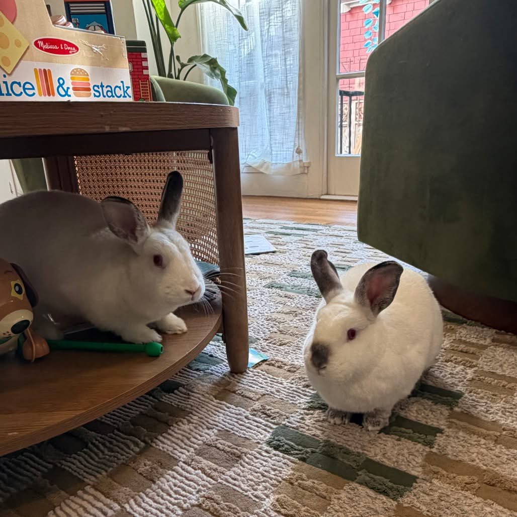 Thing 1 is the mastermind: fearless explorer, snack arbiter, boundary-pusher. Thing 2 is 100% down for whatever scheme she's cooking up.

Together? They will:

-test your bunny-proofing skills
-need SPACE to roam
-require lots of chew toys

🧨🐇🐇

Adopt! houserabbit.org/adoptables
