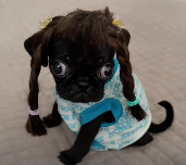 bastigang tweet media