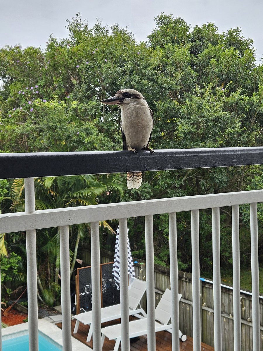 Morning visitor