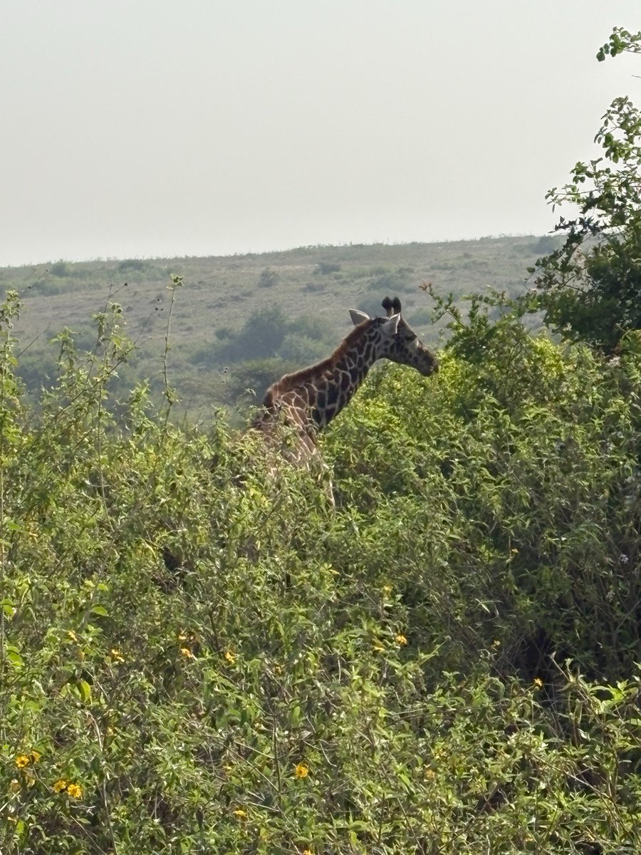 Ian Cheshire tweet media