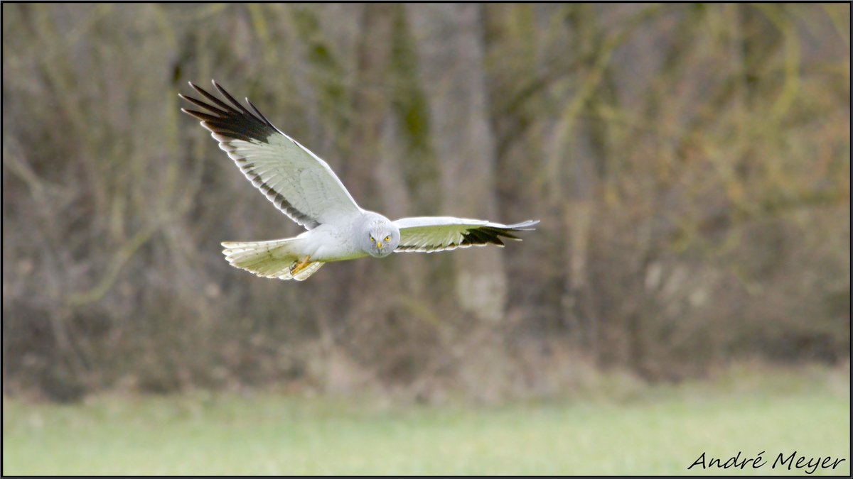 AtthisAtthis's tweet photo. Busard Saint-Martin mâle / Hen harrier / Kornweihe / Albanella reale / Circus cyaneus.
#Alsace #BasRhin #Witternheim
Le 12 Janvier 2026 https://t.co/mywM0k3WBl