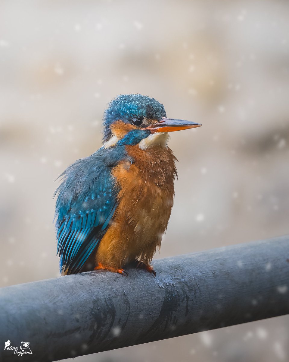 Felinedoggeous's tweet photo. The snow came in but she stayed still. 🥺

Mother Nature truly blessed me with this portrait of Kearsney Abbey’s main superstar last week. 
A Kingfisher in the snow. Remarkable. https://t.co/PAUScpm0ir