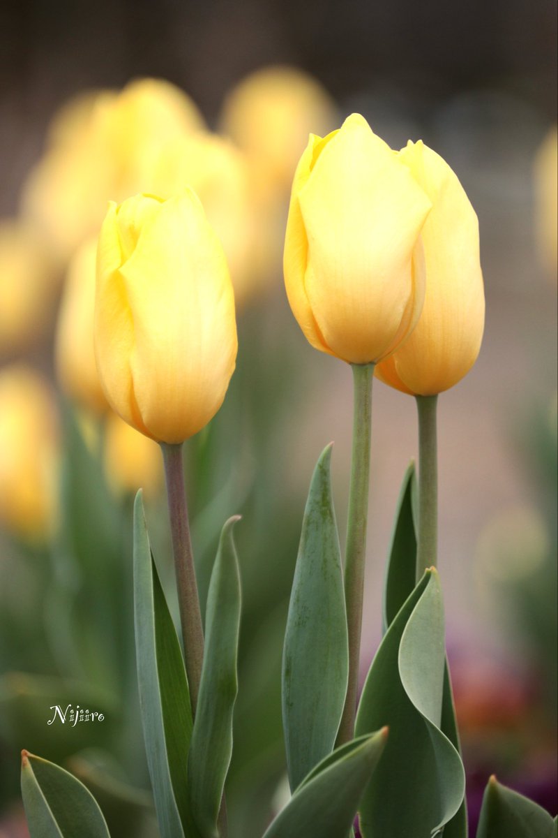 にじいろ🌈 (@dolphin_1118_) / Posts / X