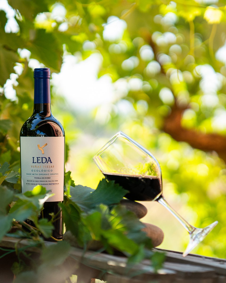 🍇✨ Leda Viñas Viejas.
Un vino tinto que nace del respeto por la tierra y del tiempo que solo los viñedos viejos saben otorgar.
Este tempranillo ecológico expresa la autenticidad de parcelas históricas de las que procede a lo largo del valle del Duero. #bodegasleda