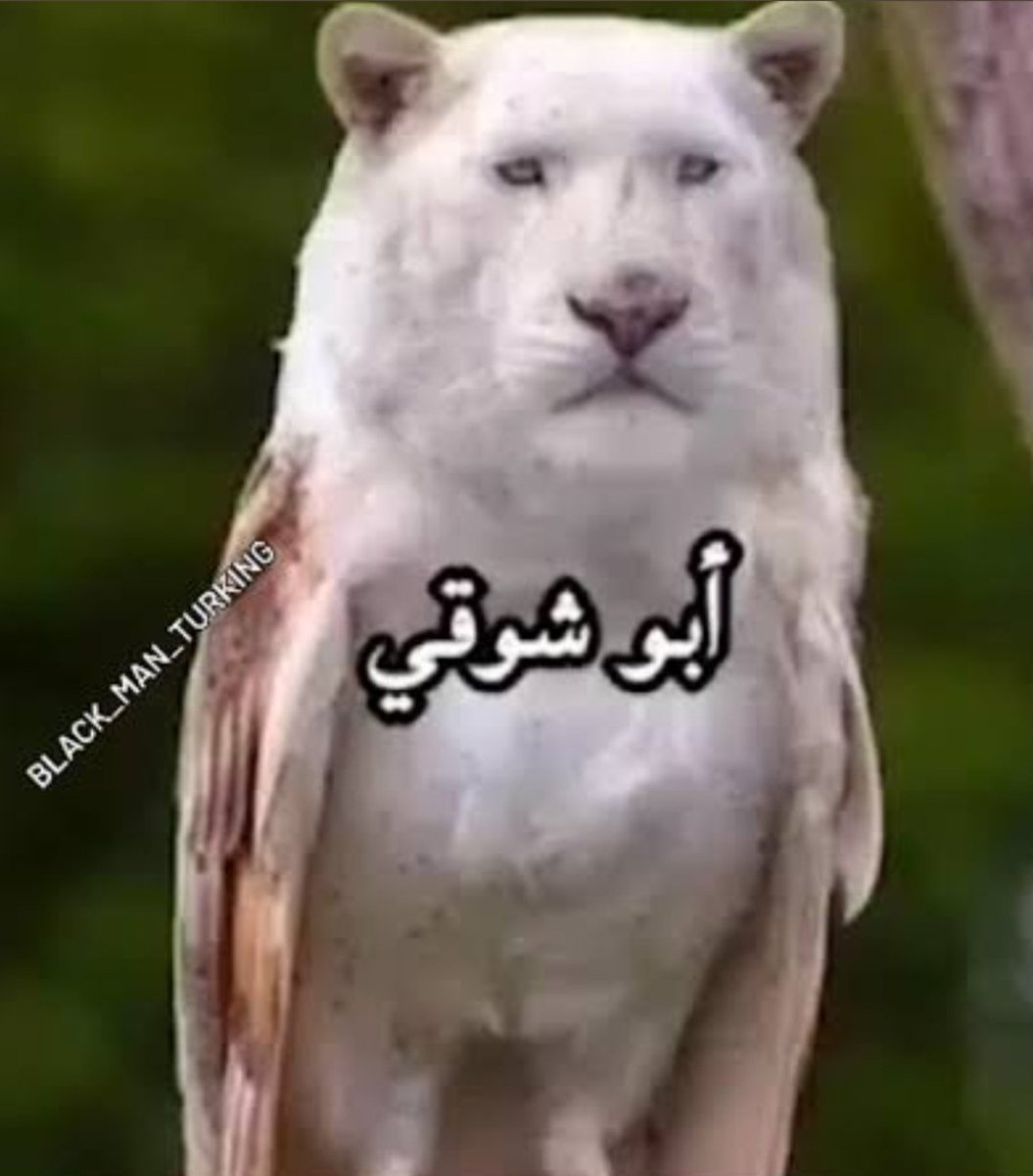 7ammodeAB's tweet image. #fiction || #cartoon
#theory

في الفراغ الحالك الذي يفصل الخيال عن الواقع، يقبع هناك كائن يُقال إنه العظمة والأُورى، والشخصية متشكلة على هيئة كيان غامض بسبب تموضعه بين الخيال والواقع. فهذا الكيان هو الذي يسمح لكتاب القصص بكتابة شخصيات فخمة وذوي كاريزما...