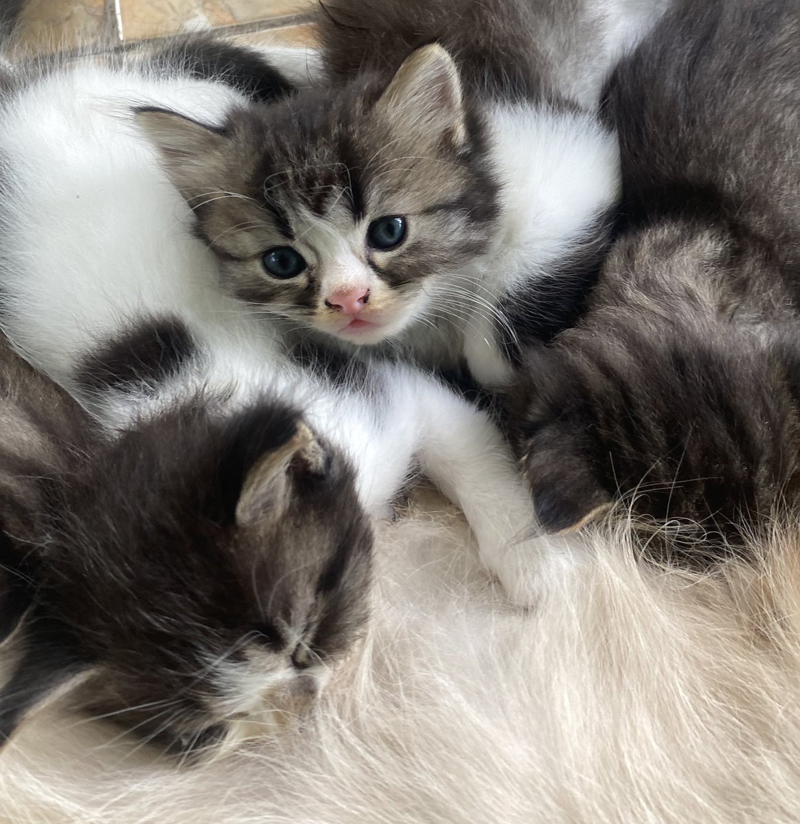 leavemeinsilence tweet media