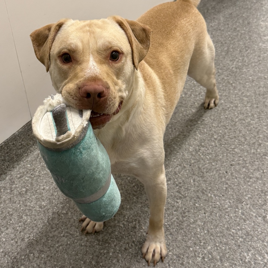 PAWSChicago tweet media