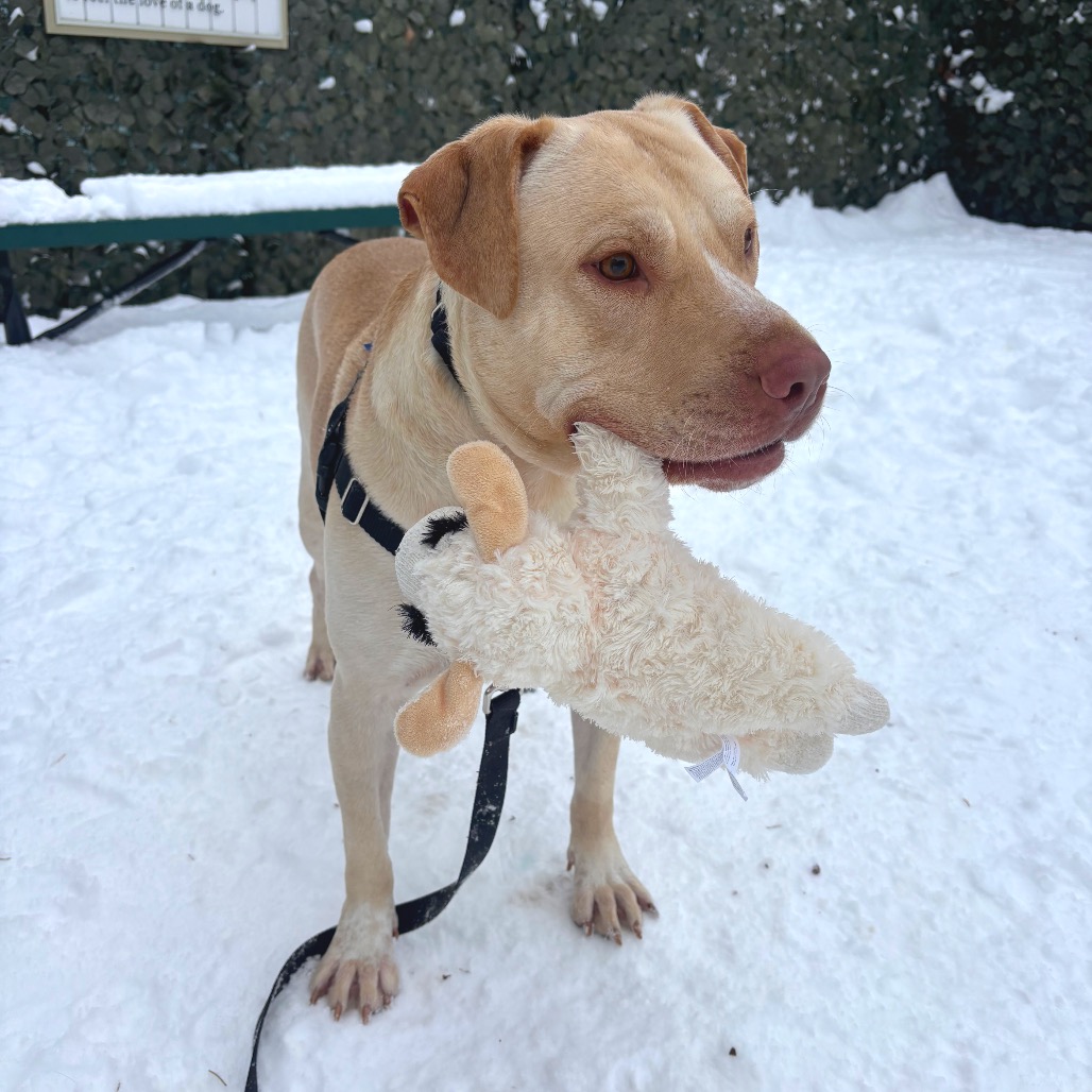 PAWSChicago tweet media