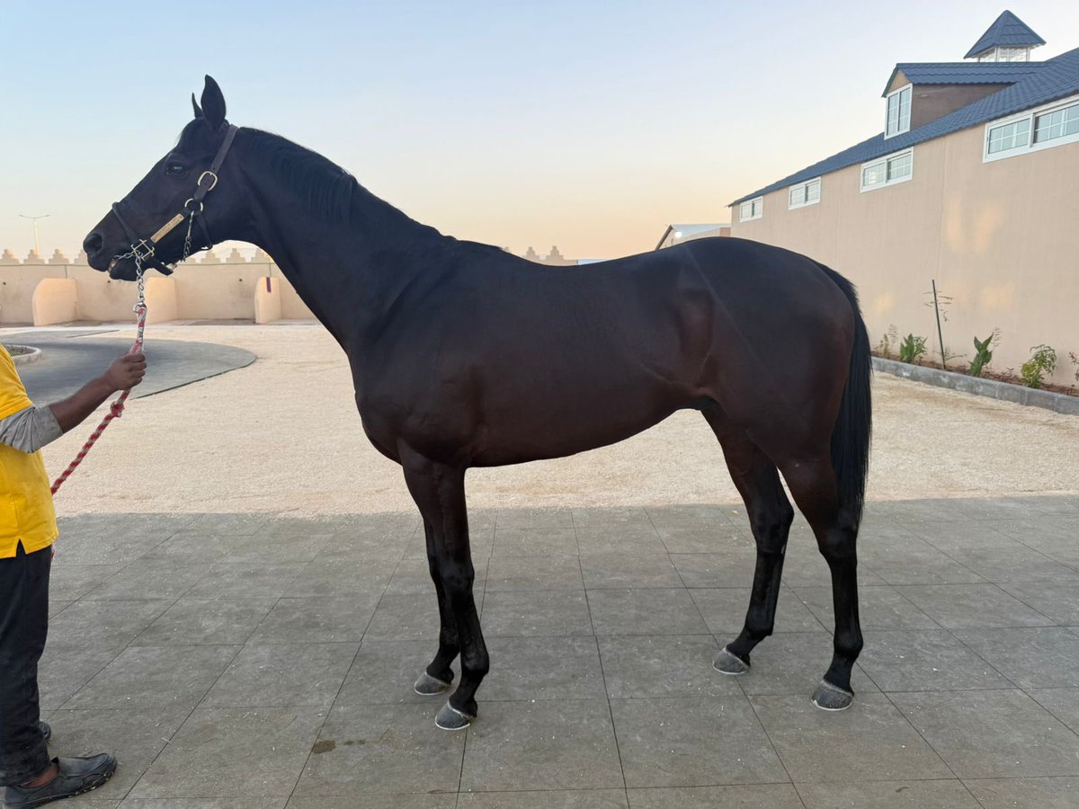 ABDULAZIZ04980's tweet image. عروضنا يوم غد الثلاثاء 
في #مزاد_ابوعبيد الالكتروني

🔶 وسم فيصل 
انتاج-٤ سنوات
الاب سبرنج ات لاست
الام بنت انديان بلوسم
كسب سباقين
بطل كأس الطائف

🔶 اوه شيك
مستورد-٦سنوات
الاب بولت دورو
الام برنينج بريتلي
كسب ٣ سباقات
حل ثاني في كأس المملكة المتحدة 
الريت ٨٧

🔶 ويزدم كيبر…