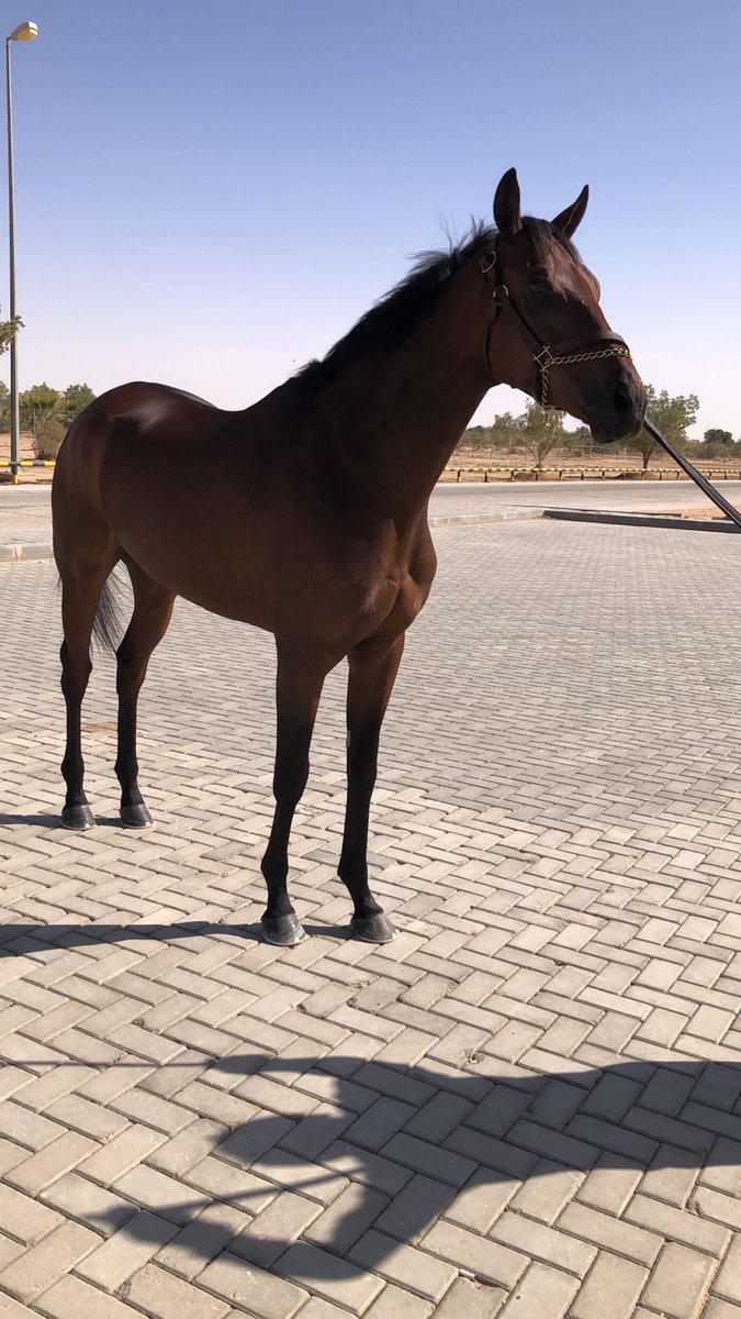 ABDULAZIZ04980's tweet image. عروضنا يوم غد الثلاثاء 
في #مزاد_ابوعبيد الالكتروني

🔶 وسم فيصل 
انتاج-٤ سنوات
الاب سبرنج ات لاست
الام بنت انديان بلوسم
كسب سباقين
بطل كأس الطائف

🔶 اوه شيك
مستورد-٦سنوات
الاب بولت دورو
الام برنينج بريتلي
كسب ٣ سباقات
حل ثاني في كأس المملكة المتحدة 
الريت ٨٧

🔶 ويزدم كيبر…