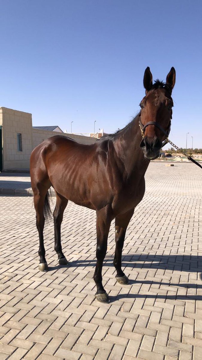 ABDULAZIZ04980's tweet image. عروضنا يوم غد الثلاثاء 
في #مزاد_ابوعبيد الالكتروني

🔶 وسم فيصل 
انتاج-٤ سنوات
الاب سبرنج ات لاست
الام بنت انديان بلوسم
كسب سباقين
بطل كأس الطائف

🔶 اوه شيك
مستورد-٦سنوات
الاب بولت دورو
الام برنينج بريتلي
كسب ٣ سباقات
حل ثاني في كأس المملكة المتحدة 
الريت ٨٧

🔶 ويزدم كيبر…