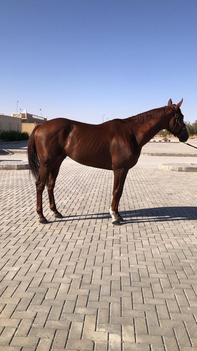 ABDULAZIZ04980's tweet image. عروضنا يوم غد الثلاثاء 
في #مزاد_ابوعبيد الالكتروني

🔶 وسم فيصل 
انتاج-٤ سنوات
الاب سبرنج ات لاست
الام بنت انديان بلوسم
كسب سباقين
بطل كأس الطائف

🔶 اوه شيك
مستورد-٦سنوات
الاب بولت دورو
الام برنينج بريتلي
كسب ٣ سباقات
حل ثاني في كأس المملكة المتحدة 
الريت ٨٧

🔶 ويزدم كيبر…