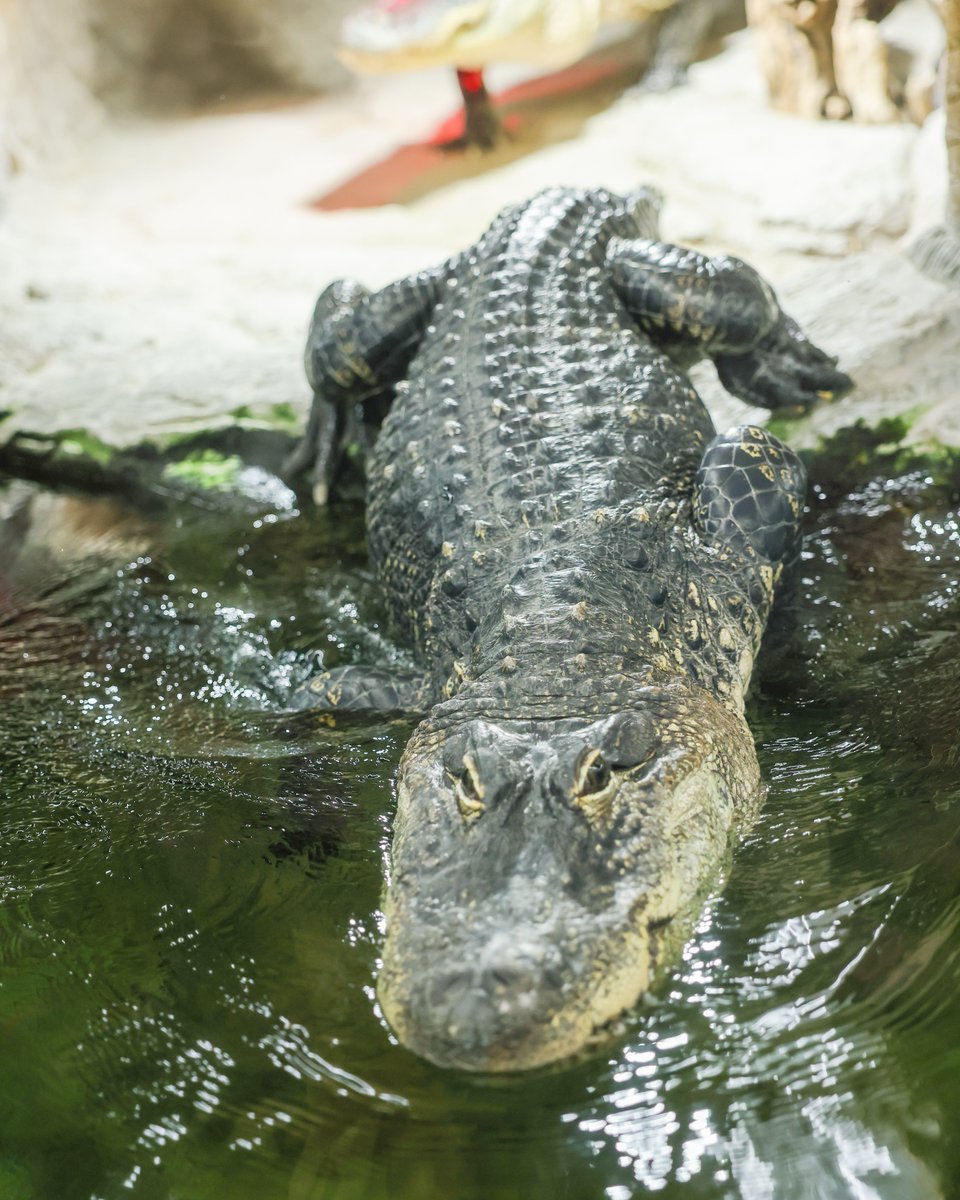 Darth going for a Monday swim 🐊🏊‍♂️ #HappyMonday