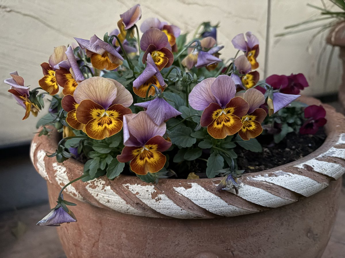 Nature Plants_hana_ Community on X - 555 Members