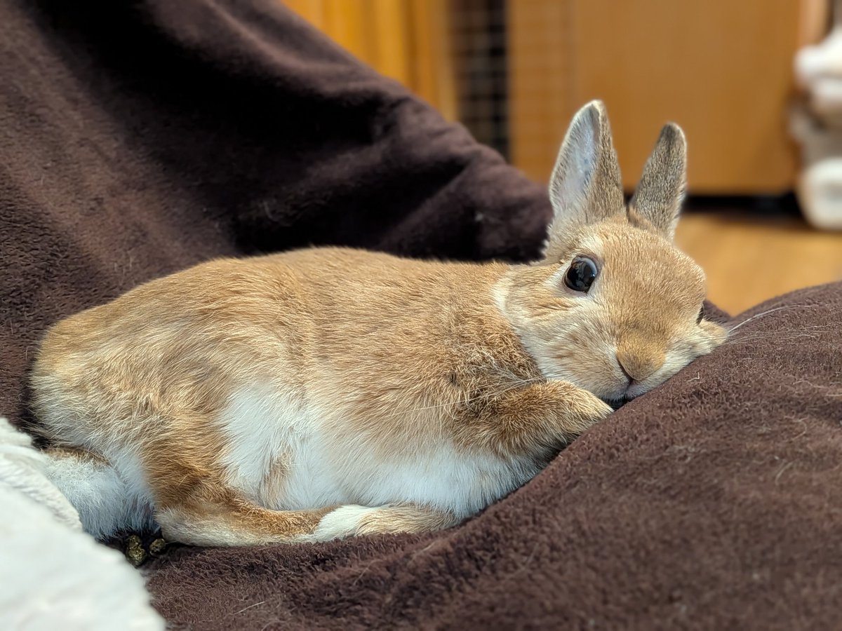 F3K58ED8VLWdMSC's tweet image. え？
いくのか？