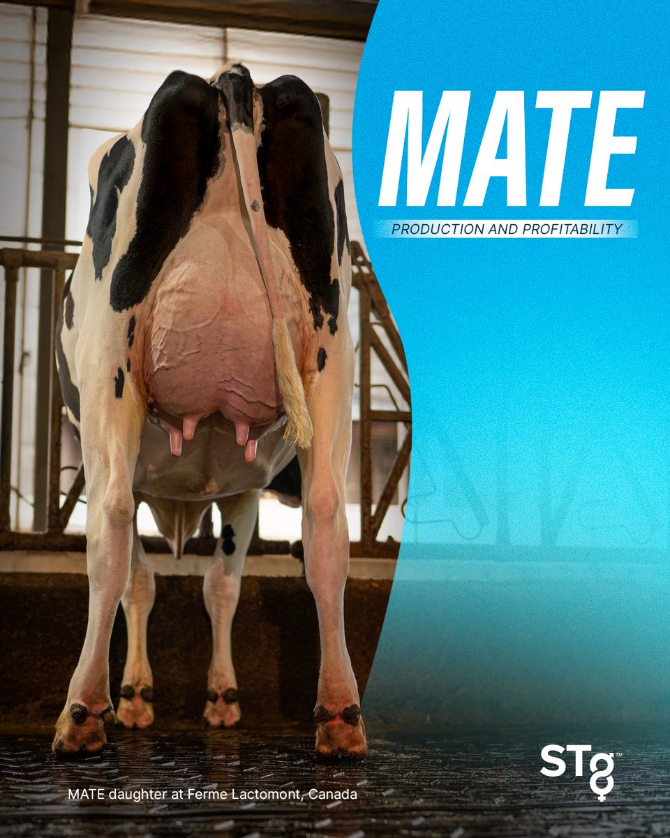 STgenetics's tweet photo. Genetics designed to drive milk yield, efficiency, and profitability: #MATE from #STgenetics!
📸 MATE daughter at Ferme Lactomont, Quebec, Canada
MATE is +3218 TPI +879 Eco$
MATE is +1258 lbs Milk +57 Fat +38 Prot
MATE is available in #UltraplusHighPurity™: https://t.co/jmatG4OaOt
