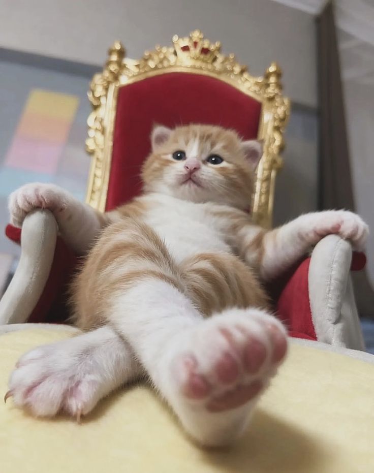 "Hello, my subjects"