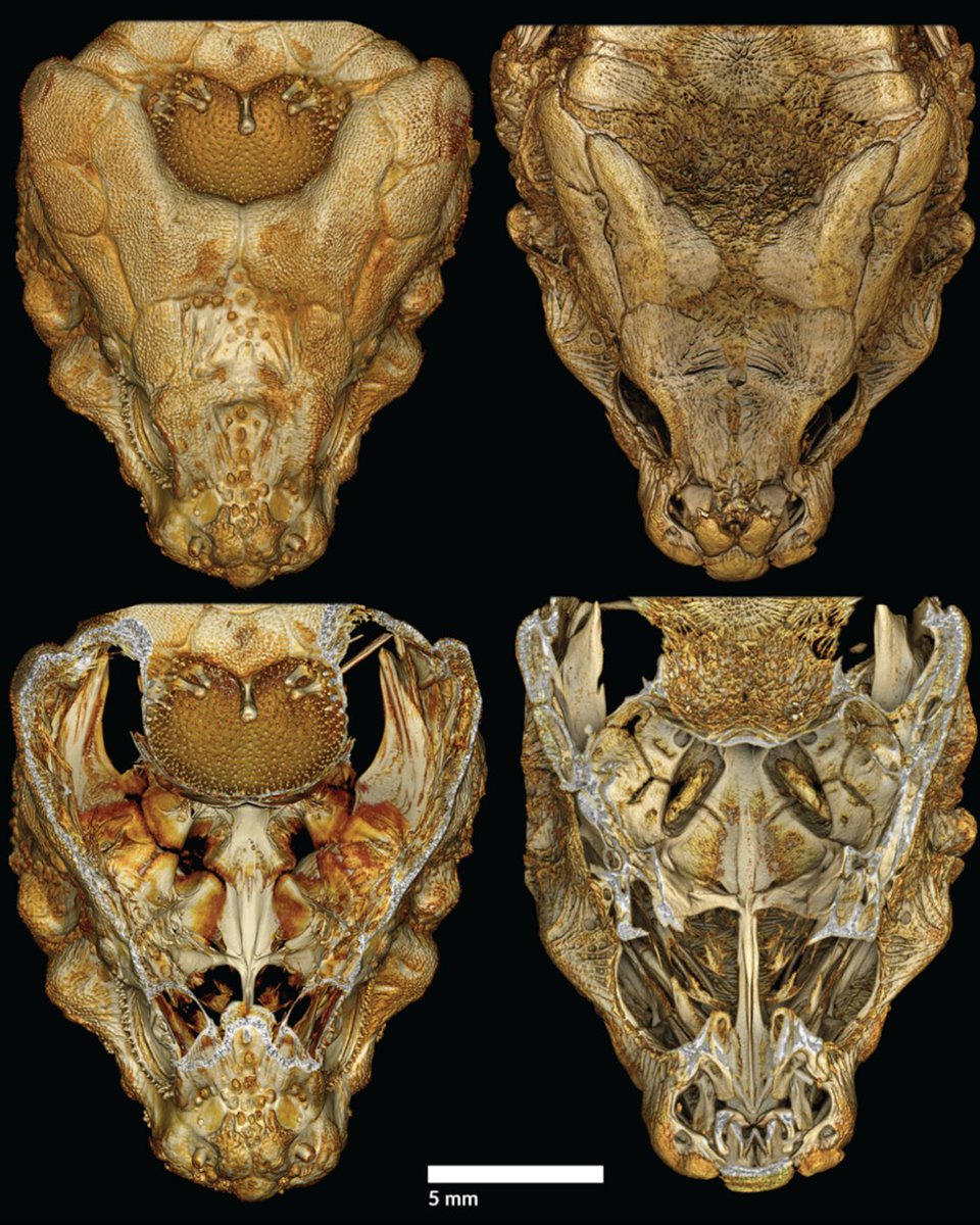 lsuscience's tweet photo. From @LSU  to the @nytimes! Daniel Geldof, @LSU_MNS alumnus, shows how the rockhead poacher may use its massive skull to make sound in noisy tidal zones. 🔊🐟 #LSUScience
✨🔗:
https://t.co/5fDwLsqF3X
https://t.co/k0DSzNdtAJ
https://t.co/bz8b8TpXs4 https://t.co/ku7AW0v5NG