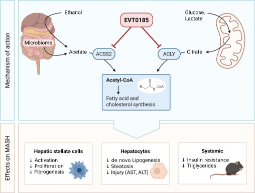 Cell_Metabolism's tweet photo. Acetyl-CoA-producing enzymes are a targetable metabolic entry point to MASLD and liver fibrosis https://t.co/ET1RaXWV20 https://t.co/11j4SA4Flq
