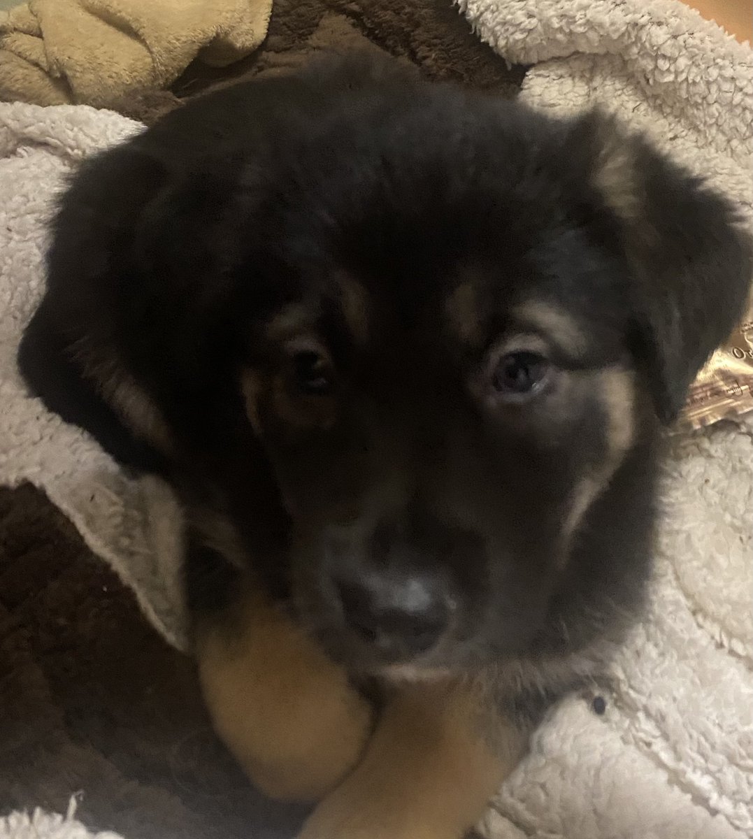 totorushka's tweet image. Прошу максимальный перепост
В добрые ручки отдаю детенышей Шерлока и Дени
Фото 1 и 2 мальчики
Фото 3 и 4 девочки
Родились 27 ноября, пеленка освоена, перешли на корм для малявок
Активные, очень ласковые малыши
Девочка с третьего фото вылитая Денька, черный пацан в деда пошел