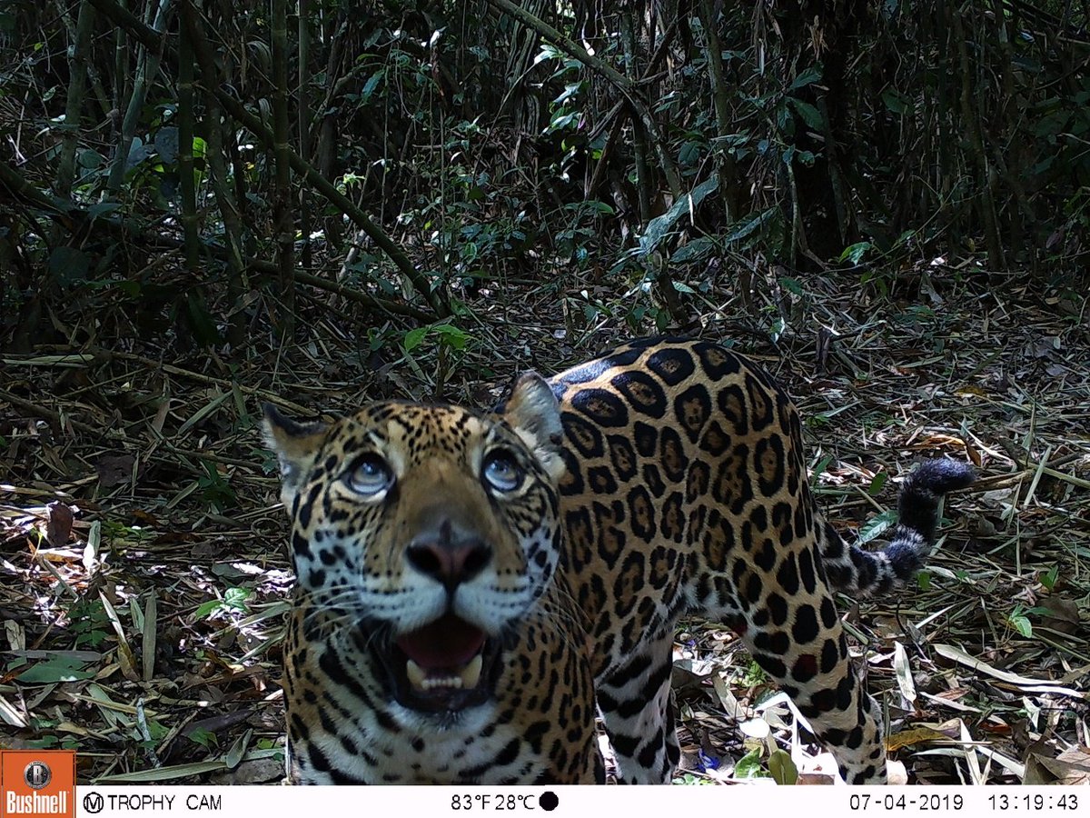 trailcam (@trail_cams) on Twitter photo 