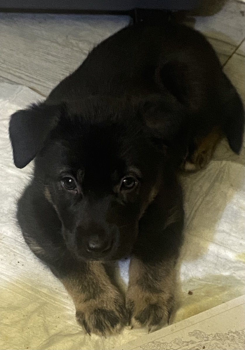 totorushka's tweet image. Прошу максимальный перепост
В добрые ручки отдаю детенышей Шерлока и Дени
Фото 1 и 2 мальчики
Фото 3 и 4 девочки
Родились 27 ноября, пеленка освоена, перешли на корм для малявок
Активные, очень ласковые малыши
Девочка с третьего фото вылитая Денька, черный пацан в деда пошел