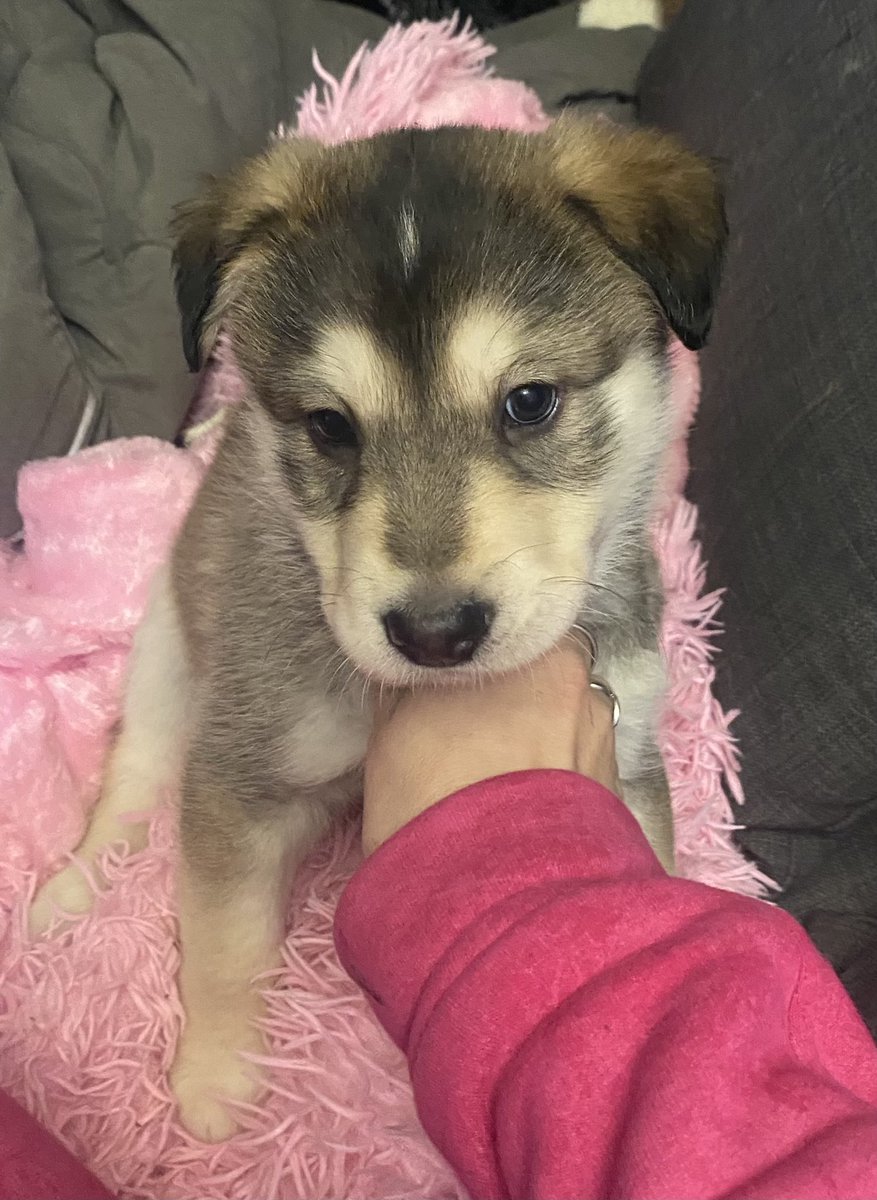 totorushka's tweet image. Прошу максимальный перепост
В добрые ручки отдаю детенышей Шерлока и Дени
Фото 1 и 2 мальчики
Фото 3 и 4 девочки
Родились 27 ноября, пеленка освоена, перешли на корм для малявок
Активные, очень ласковые малыши
Девочка с третьего фото вылитая Денька, черный пацан в деда пошел