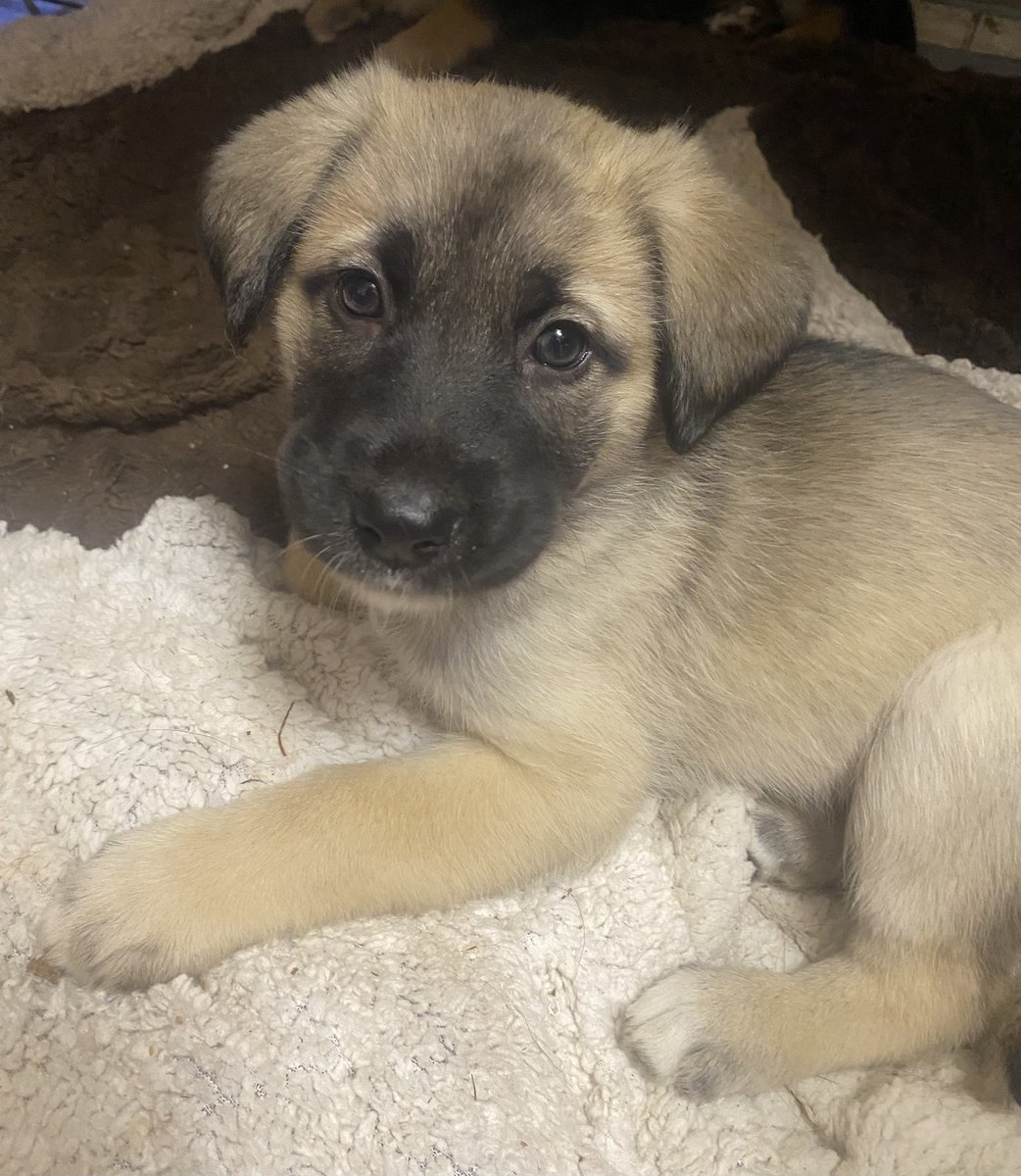 totorushka's tweet image. Прошу максимальный перепост
В добрые ручки отдаю детенышей Шерлока и Дени
Фото 1 и 2 мальчики
Фото 3 и 4 девочки
Родились 27 ноября, пеленка освоена, перешли на корм для малявок
Активные, очень ласковые малыши
Девочка с третьего фото вылитая Денька, черный пацан в деда пошел