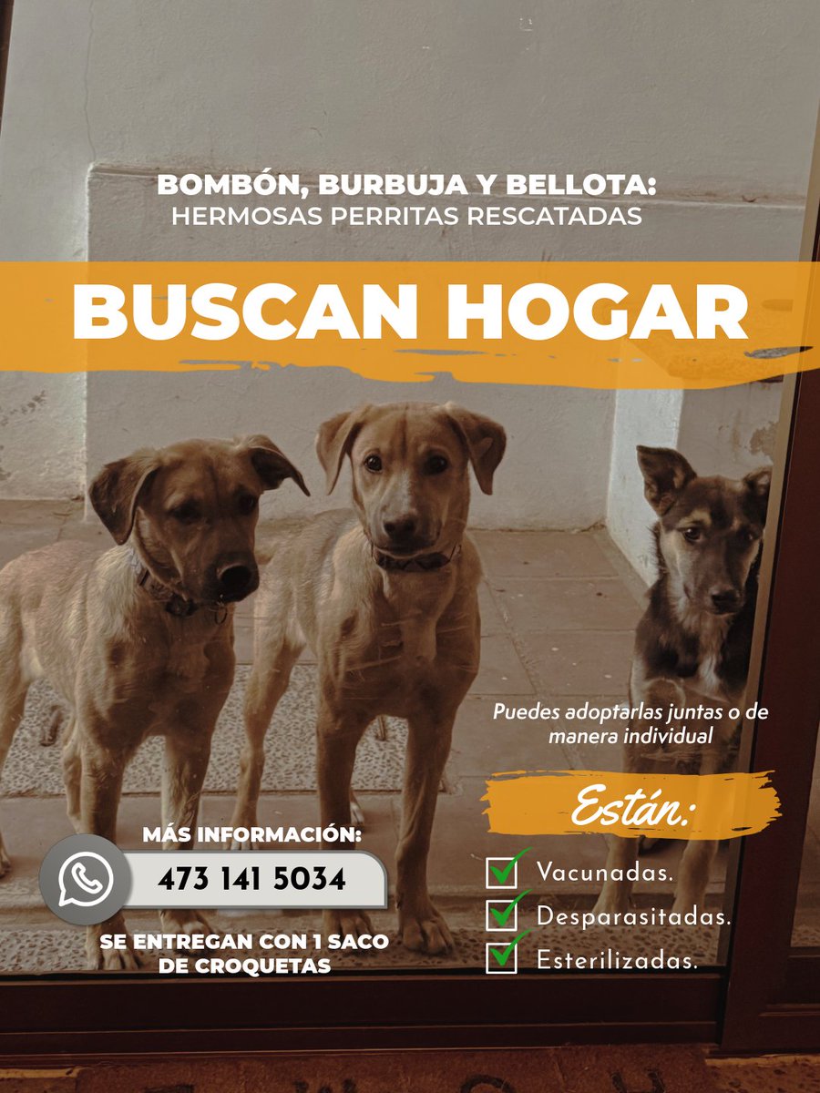 Estos perritos hermosos siguen en adopción 🚨
Si conoces a alguien que quiera adoptar responsablemente, mándame mensaje o comunícate al número de esta publicación 💬📞

Por favor ayúdame a difundir y poder encontrarles hogar a estos amiguitos 🙏🏼🐶