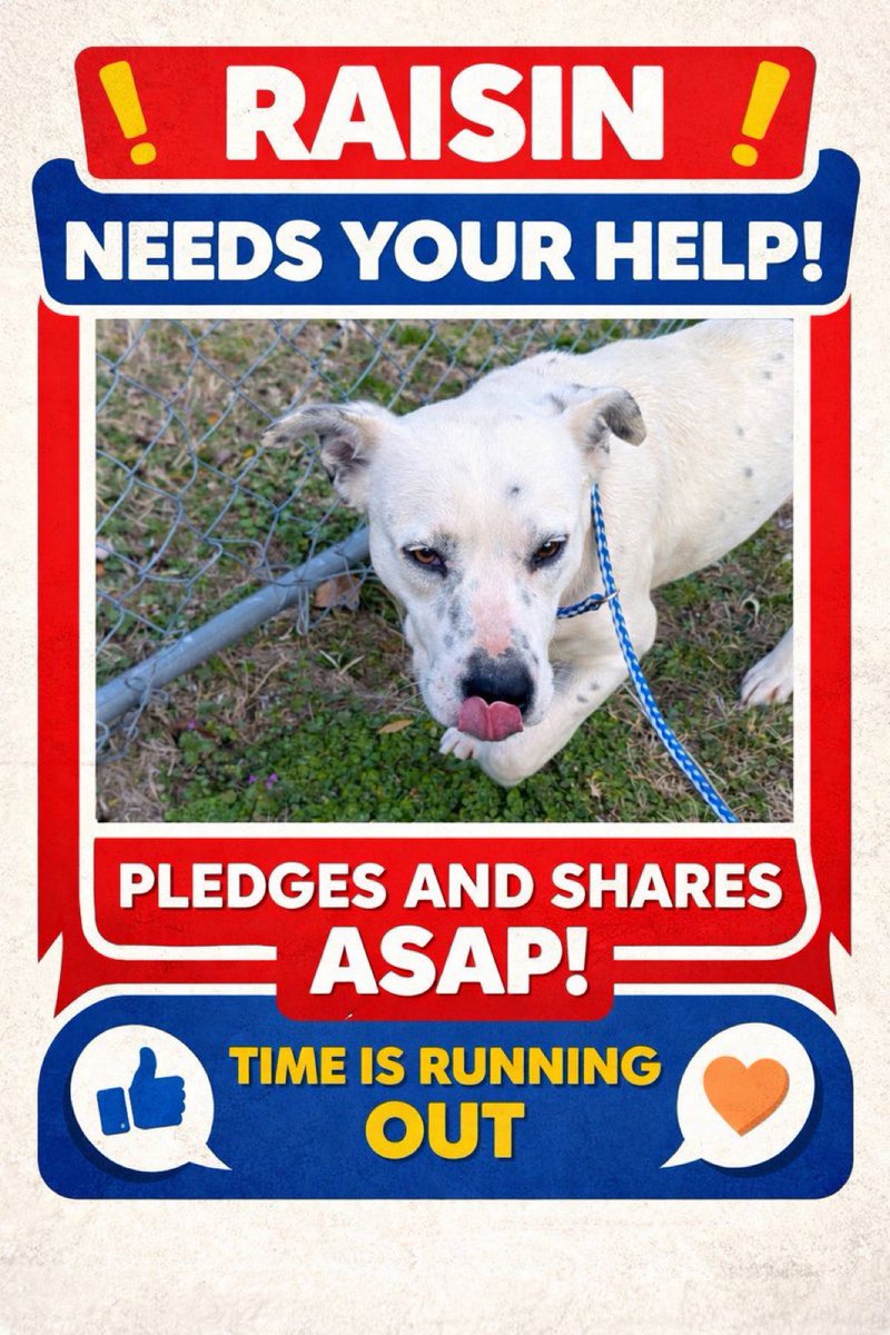 Amber, Belle & Kingston 🐾 tweet media