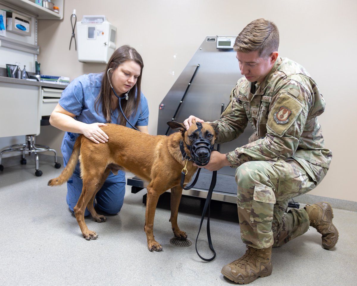 Team_Tinker's tweet photo. #TinkerAFB welcomes a new vet! πΎ Clinic services include vaccinations, parasite checks, microchipping and preparation for PCS moves and travel in addition to addressing minor medical problems. They can also spay, neuter and perform dental cleanings.
π https://t.co/ksQRgxE7pZ https://t.co/YnmGM8JyHo