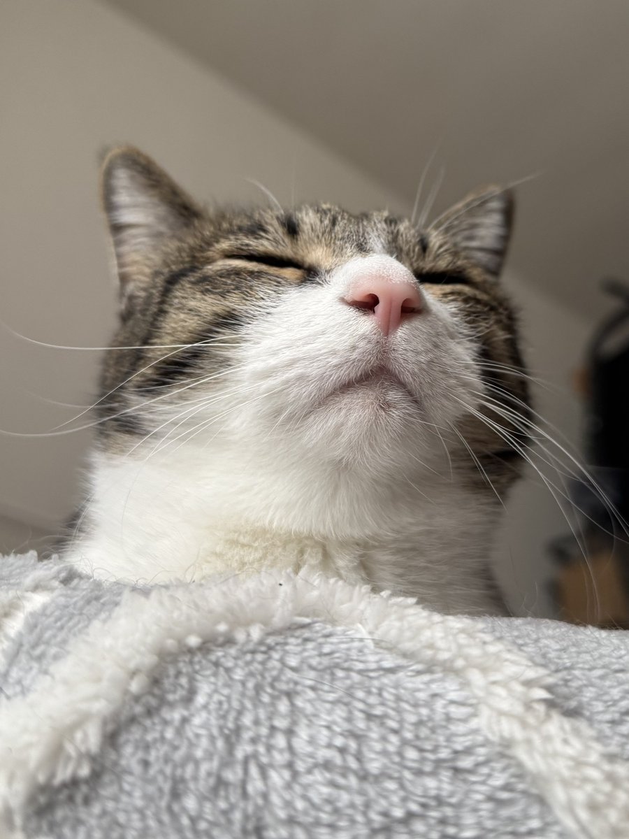 ぎんねこページ ぎんのねこ (@ginnonekoch) / Posts / X