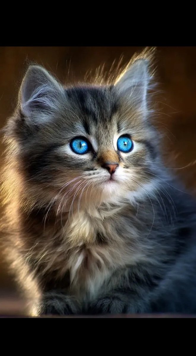 Kamal &*196*hallaj (@hallajkamal1) on Twitter photo 