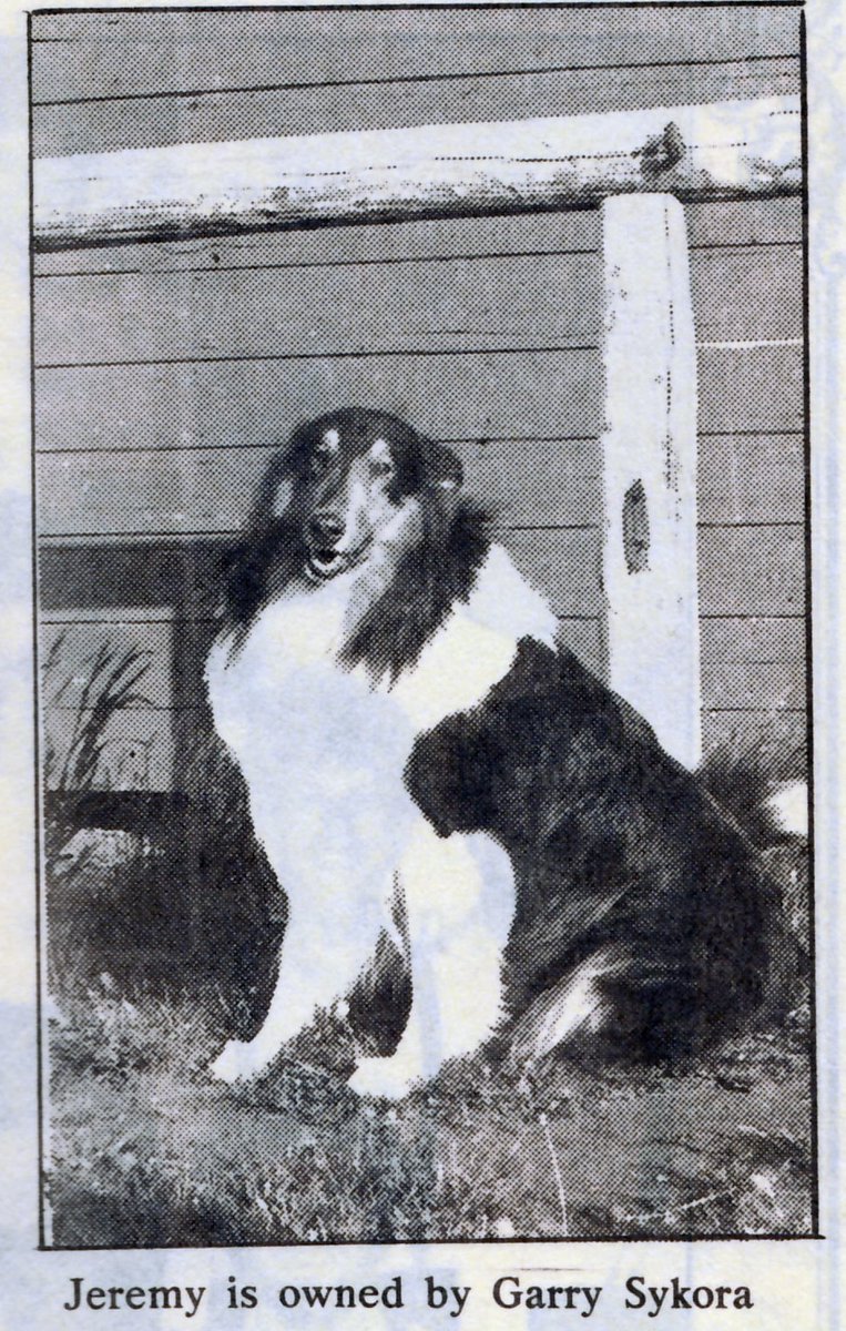 WilderPageant's tweet image. Our Walnut Grove Laura Ingalls Wilder Pageant has had a few "Jacks" the dog, in the show. First "Jeremy" owned by Gary Sykora, and then Trixie &amp;amp; Bandit owned by Fred and Darla Bloch. In reality, Jack never made it to Walnut Grove. Pa traded Jack with Pet and Patty in Kansas