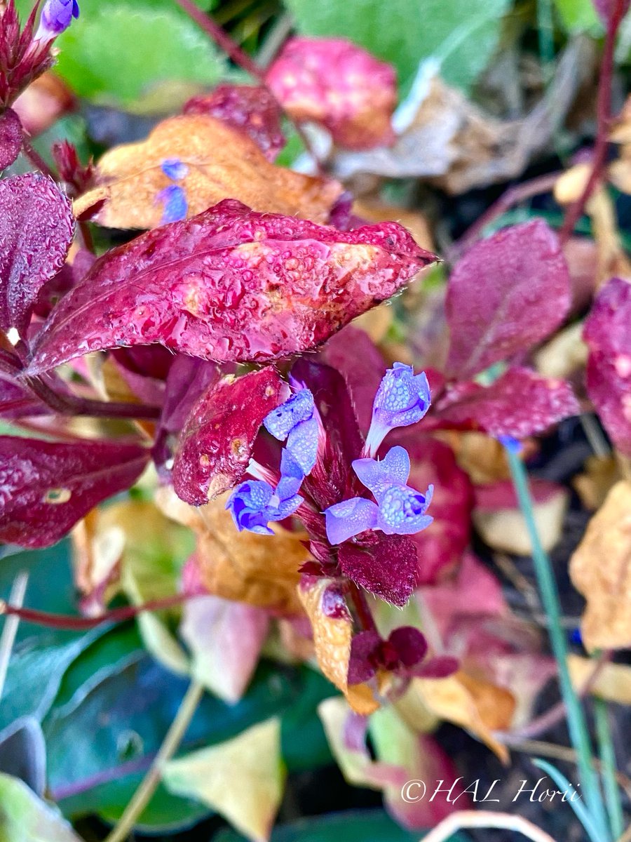 HALHoriiart's tweet image. アジュガ🪻
セイヨウジュウニヒトエ（西洋十二単）
#flower #nature
#NaturePhotography