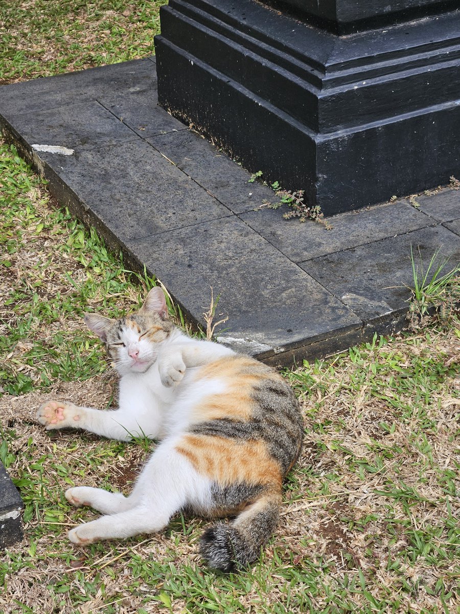 fazri91's tweet image. Kucing guling-guling.

📱: #withGalaxy @samsungID #GalaxyS23

#ShotOnSnapdragon #SamsungMembers #SMID #SnapdragonInsiders

@Snapdragon 8 Gen 2 for Galaxy