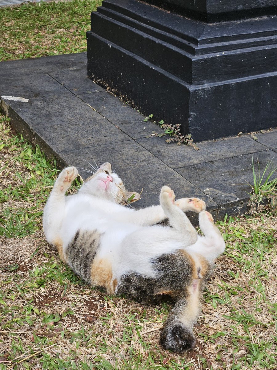 fazri91's tweet image. Kucing guling-guling.

📱: #withGalaxy @samsungID #GalaxyS23

#ShotOnSnapdragon #SamsungMembers #SMID #SnapdragonInsiders

@Snapdragon 8 Gen 2 for Galaxy