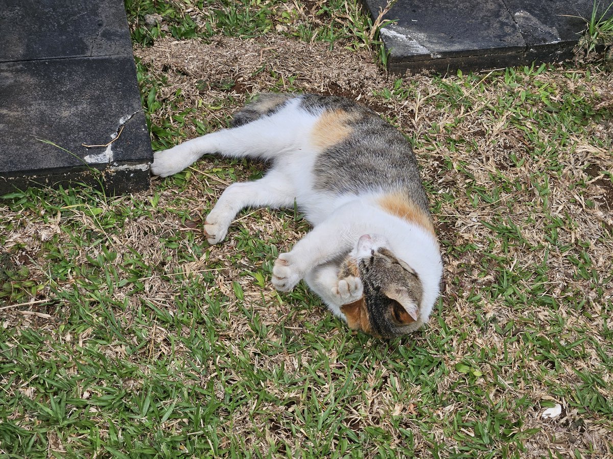 fazri91's tweet image. Kucing guling-guling.

📱: #withGalaxy @samsungID #GalaxyS23

#ShotOnSnapdragon #SamsungMembers #SMID #SnapdragonInsiders

@Snapdragon 8 Gen 2 for Galaxy