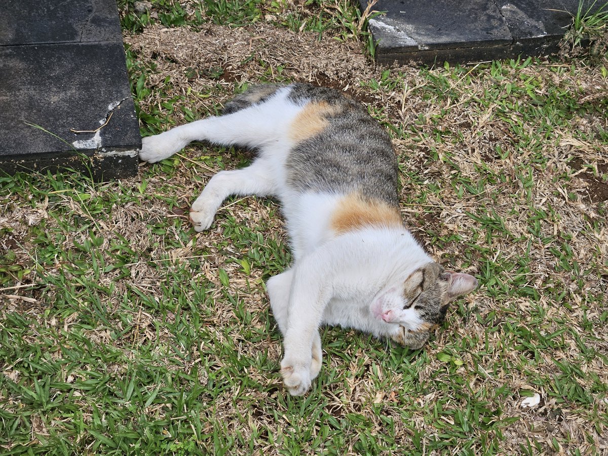 fazri91's tweet image. Kucing guling-guling.

📱: #withGalaxy @samsungID #GalaxyS23

#ShotOnSnapdragon #SamsungMembers #SMID #SnapdragonInsiders

@Snapdragon 8 Gen 2 for Galaxy