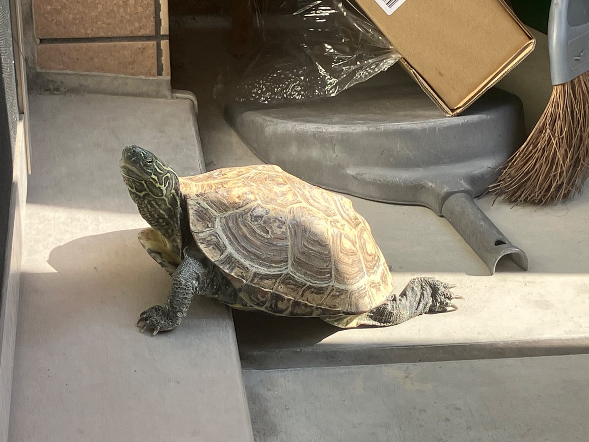 亀さん別居 (@ylGBDXxEch64994) / Posts / X