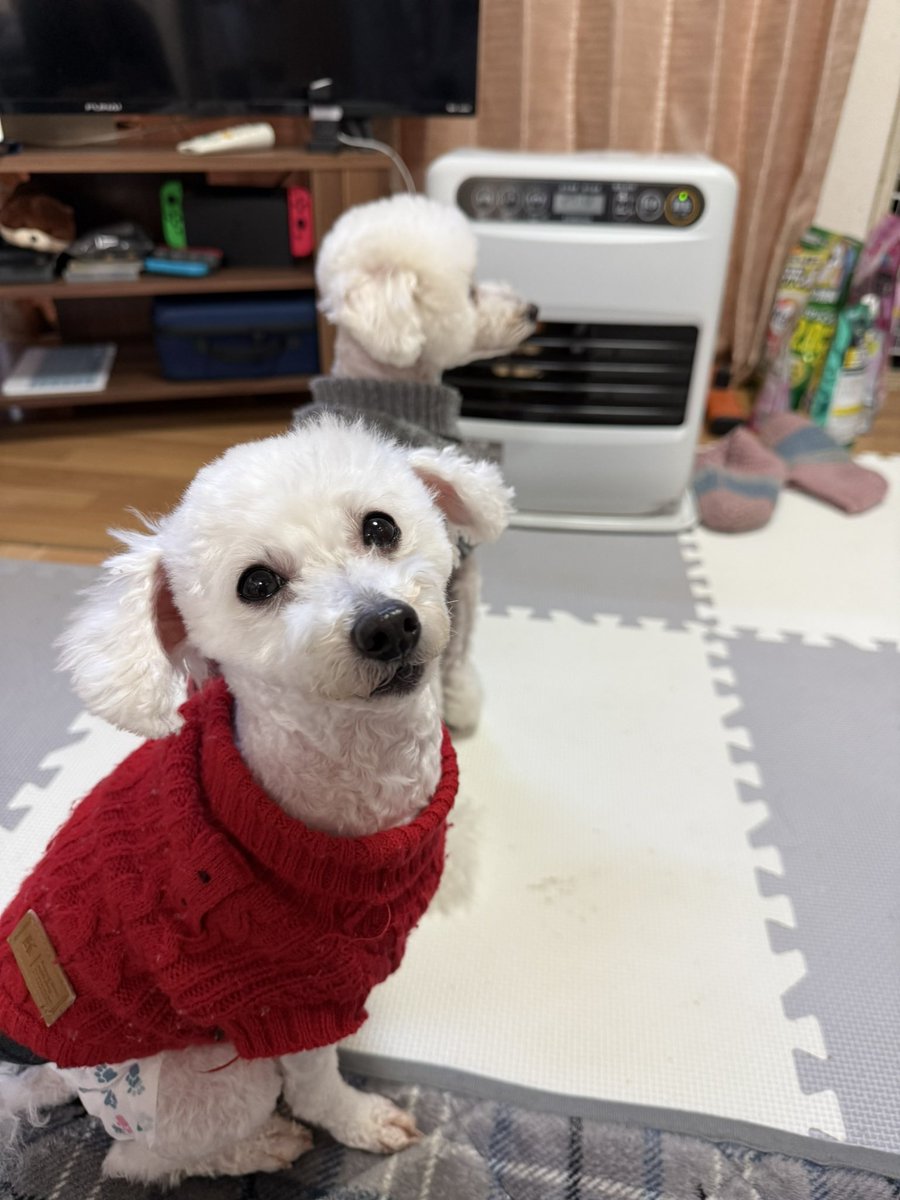 asm_makosa's tweet photo. 暖を取る🐶🐶

にしてもちょっと近いのでは😓⁉️

 #トイプードル
 #犬のいる暮らし 
 #犬好きな人と繋がりたい 
 #ストーブ https://t.co/KZe96MQPkh