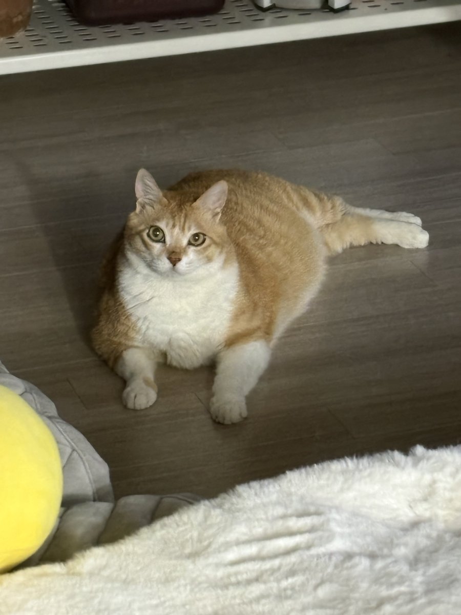 navi_mang's tweet image. 오동통캣