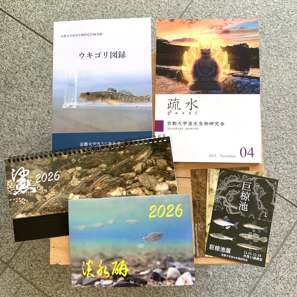 ＼新入荷／
ファン待望のウキゴリ図録、会誌『疏水vol.4』入荷しました🐟
読み応えがすごいです！

2026年カレンダーも🐟
<a href="/osakana_network/">京都大学淡水生物研究会</a> さん