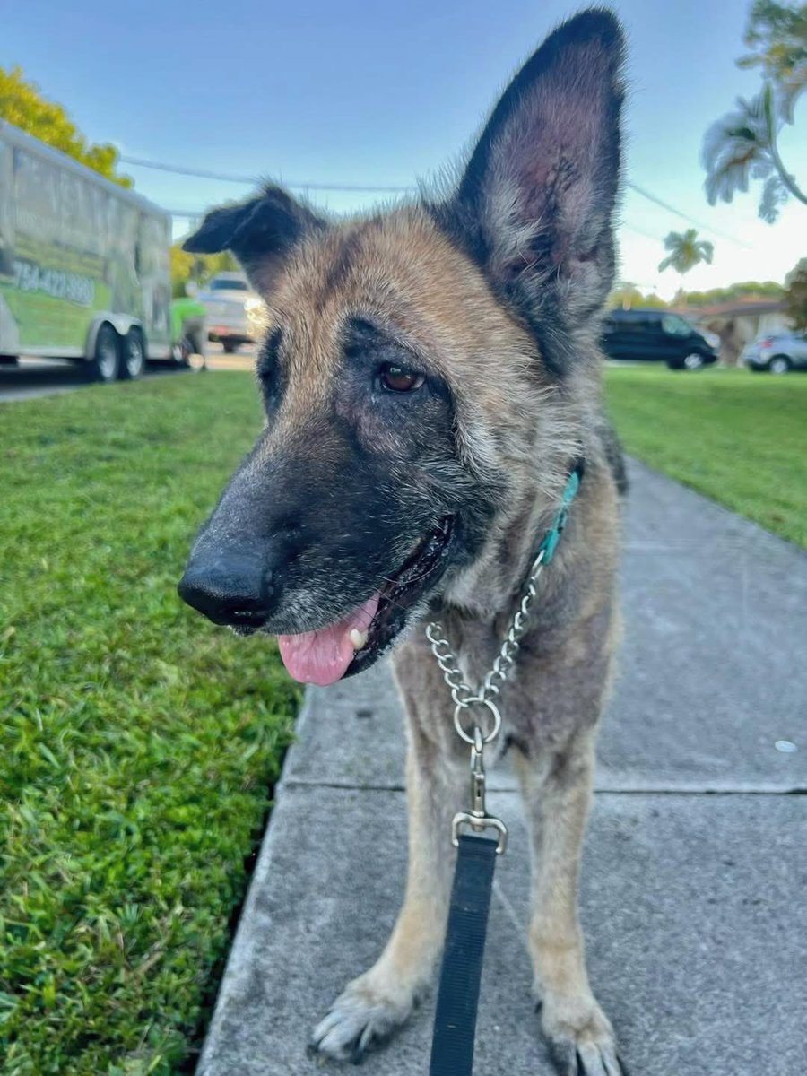 JamieFairc29036's tweet photo. Awesome photo😍😍❤️❤️
#LovesMyGSD #CleverCanine #GermanShepherdMagic #GSDFanClub #Doggo #GermanShepherdusaloverrr https://t.co/WwCmwfZRYY