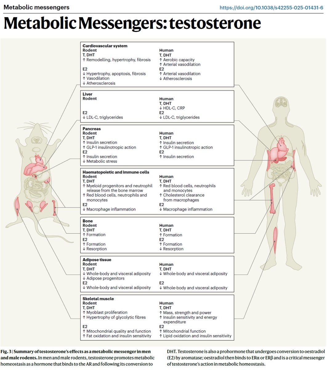 SatchinPanda's tweet photo. Beyond Sex hormone - Testosterone is messenger of metabolism. 
It affects metabolism by acting on multiple organs - liver, muscle, fat, bone, immune cells, pancreas and heart.  A great review in @NatMetabolism 
https://t.co/BcUaZ0KAjj https://t.co/kU0hCqS9WI
